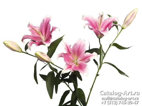 Pink lilies 17